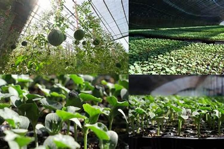 西瓜30多天能施肥吗？