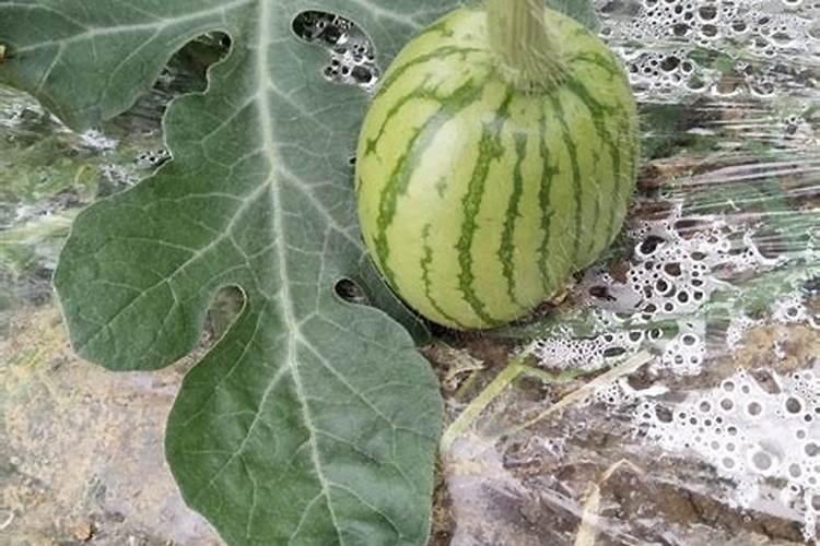 怎么给西瓜施肥
