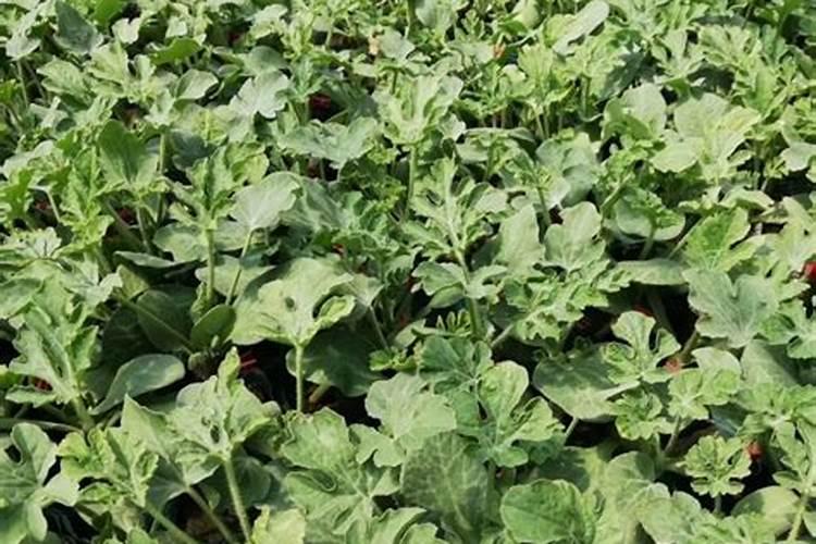 西瓜苗怎么施肥才能快速长大呢？