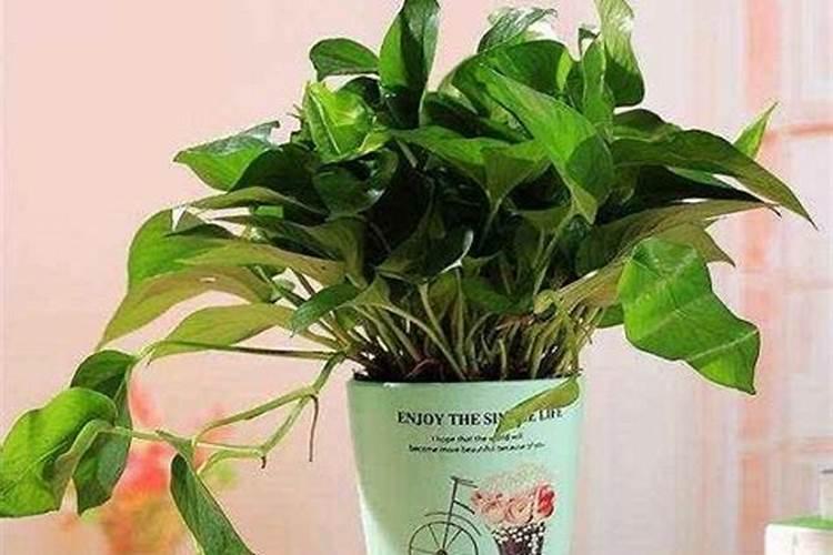 绿萝施肥方法,最好施加氮肥为主的肥料