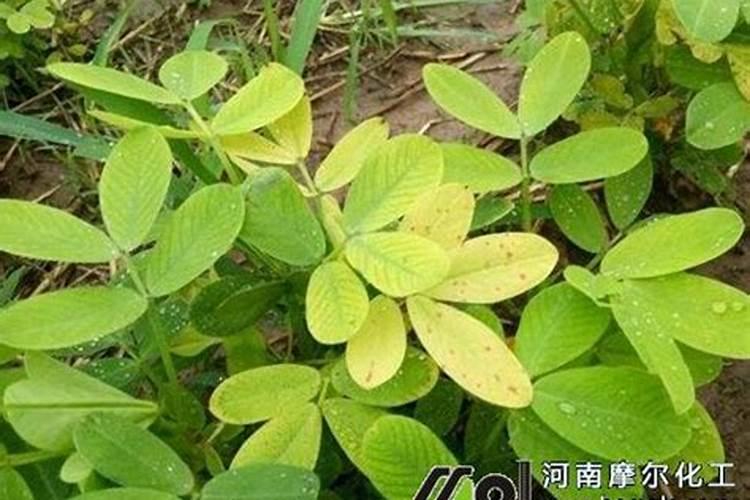 花生叶黄底肥不足,加什么肥好,如何治疗花生死苗？