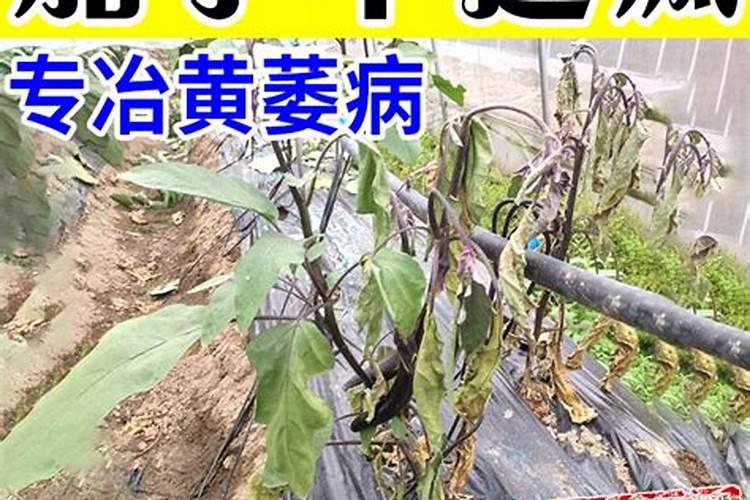 茄子叶面肥什么肥增产效果好？茄子专用磷钾肥