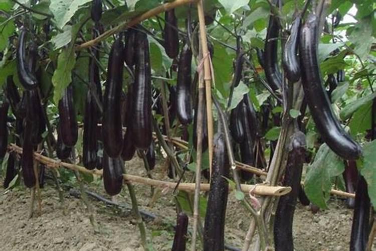 矿源黄腐酸钾可以涂杆吗