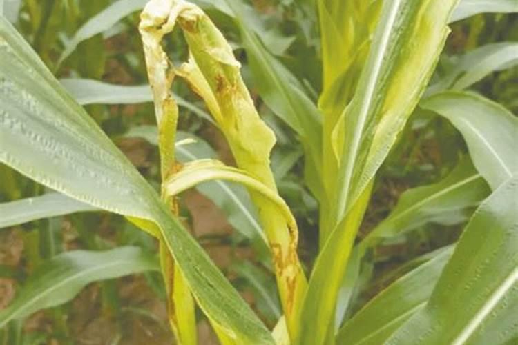 矿源黄腐酸钾可以叶面喷施吗