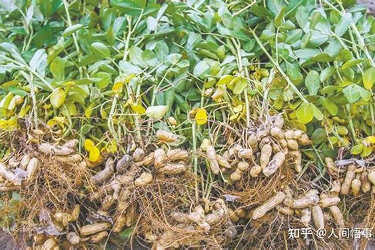 花生叶面肥用什么高产 什么时候施肥好
