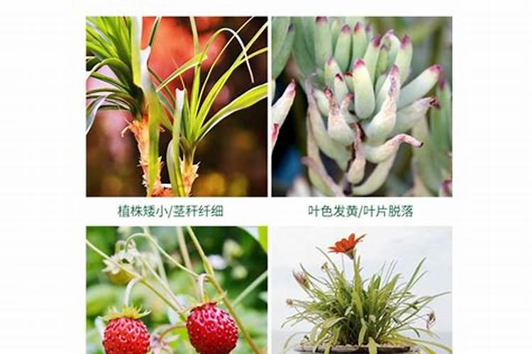 玉米底肥用红颗粒钾肥好还是用白色小颗粒水溶钾肥好？