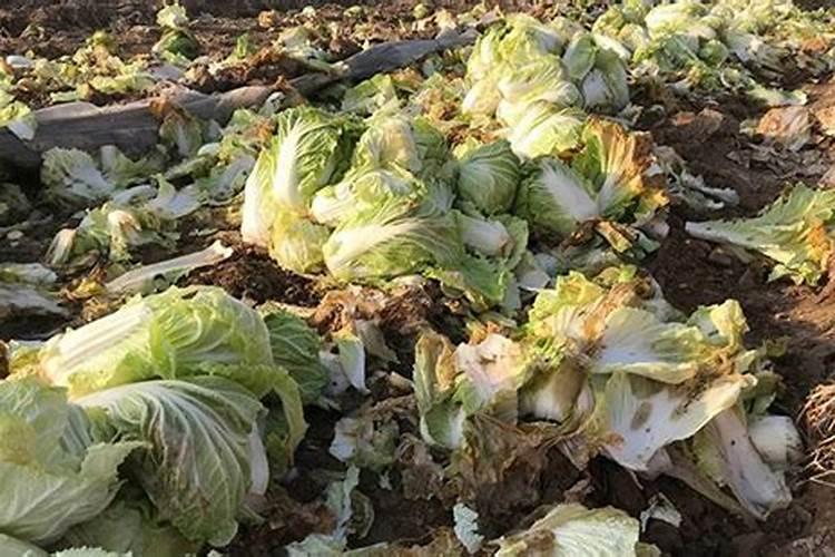 腐烂的菜叶可以当肥料吗？