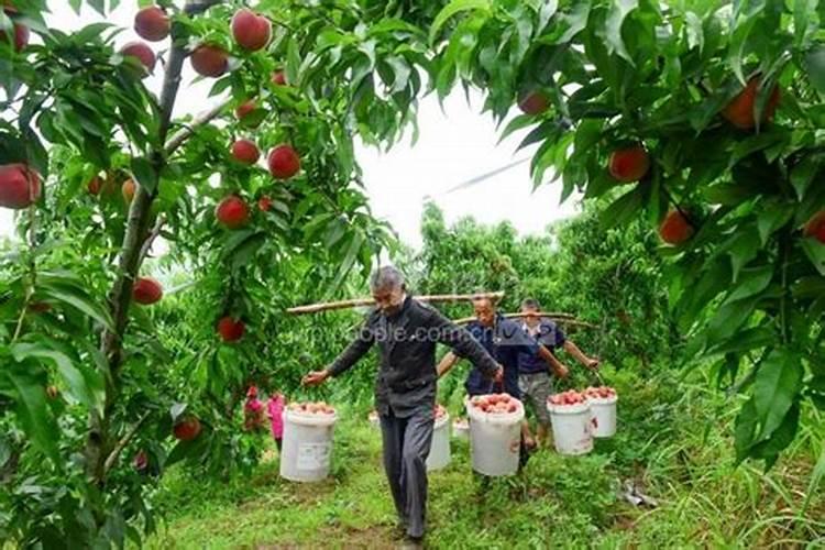 中国最好的果树叶面肥有哪些？