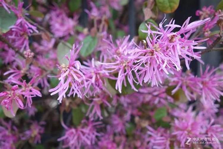 红花檵木夏天要施肥吗 红花檵木施肥注意事项