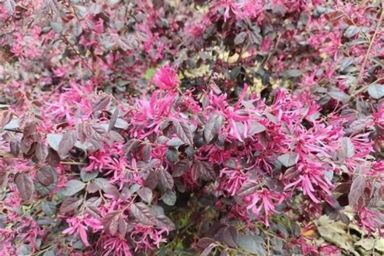 红花檵木夏天要施肥吗