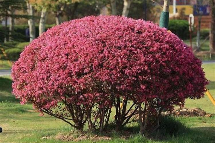 红花檵木的养护管理