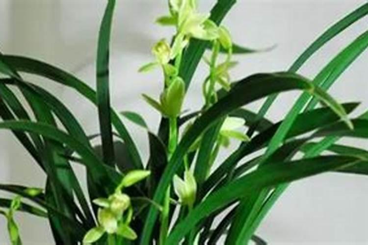 厨余垃圾水溶肥的制作与使用