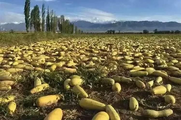 太阳花施肥的方法 太阳花喜欢什么肥料