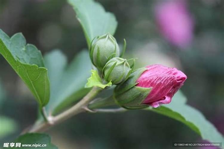 木槿花施什么肥