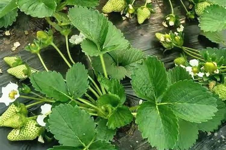 硼肥有膨果作用吗 硼肥是什么肥料