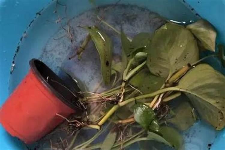 红薯该什么时候追肥？追肥该上哪些肥料？