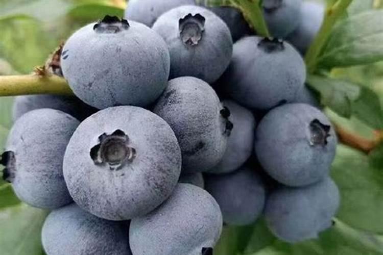 蓝莓适合什么肥料