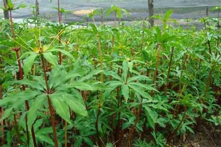 重楼的种植方法技术