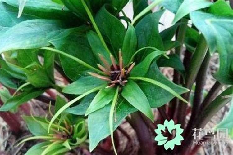 重楼的种植方法