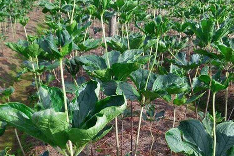 种植重楼用什么肥料长得快