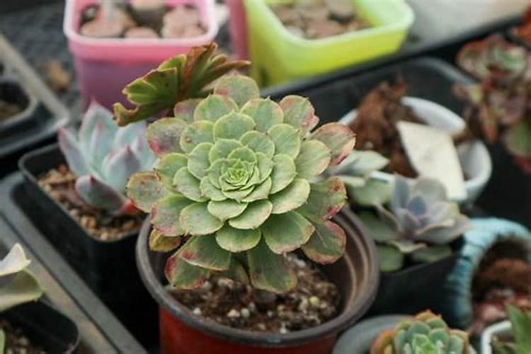 韩国的明太鱼,在中国叫什么鱼？