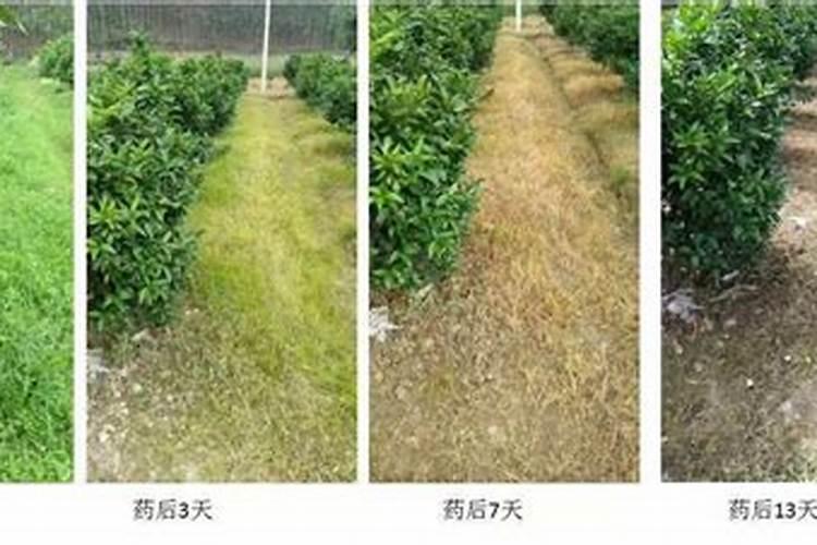 我种的金银花枝干发干发芽率少怎么办？