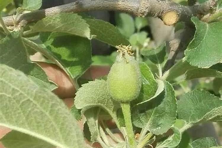 苹果树在花期能喷硼肥吗？