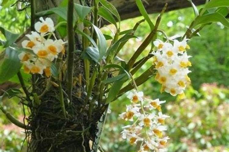 铁皮石斛施什么肥最好