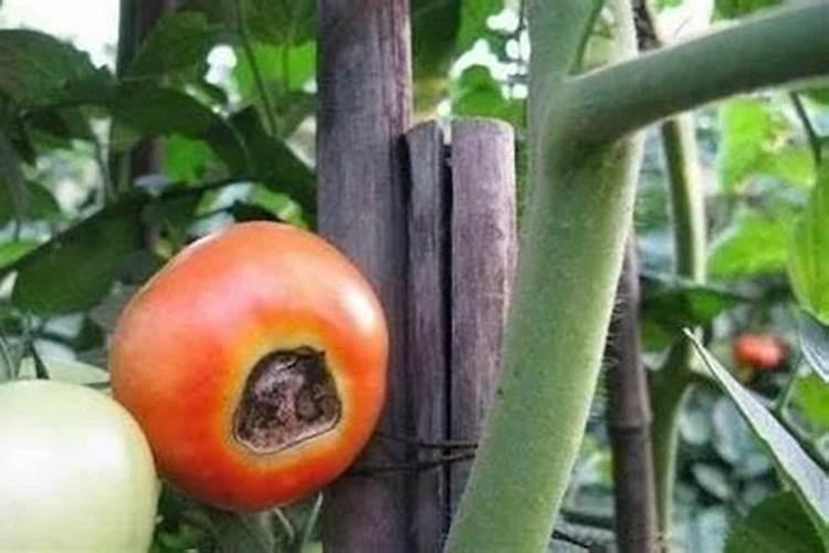 秋季露地栽培大白菜怎样进行配方施肥？