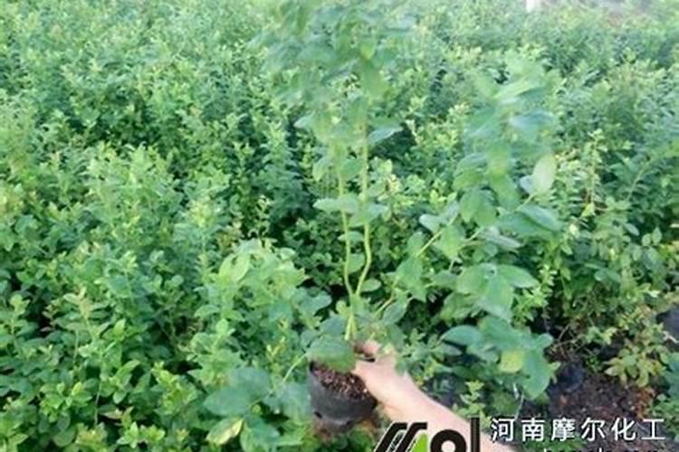 氮肥和钾肥哪个膨果快 如何合理施肥