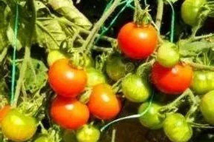 养花用矿原黄腐酸钾比例多少最好