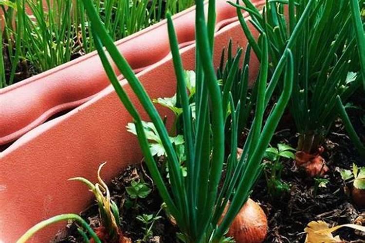 小葱用什么肥料长得快(种小葱需要喷施什么叶面肥)