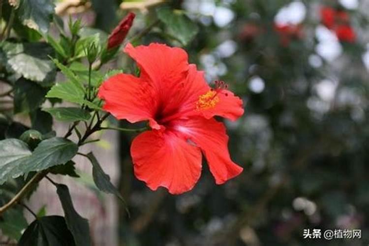 花肥磷肥有哪些