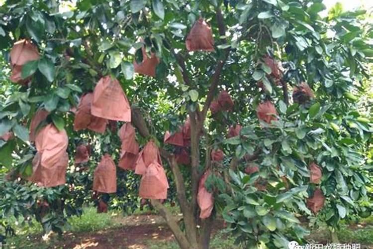 柚子树如何过冬