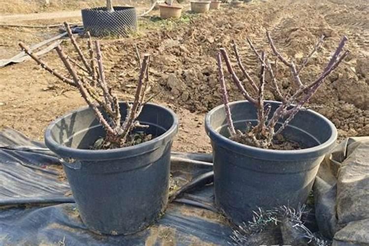 冬天花卉需要肥料吗,冬天如何施肥