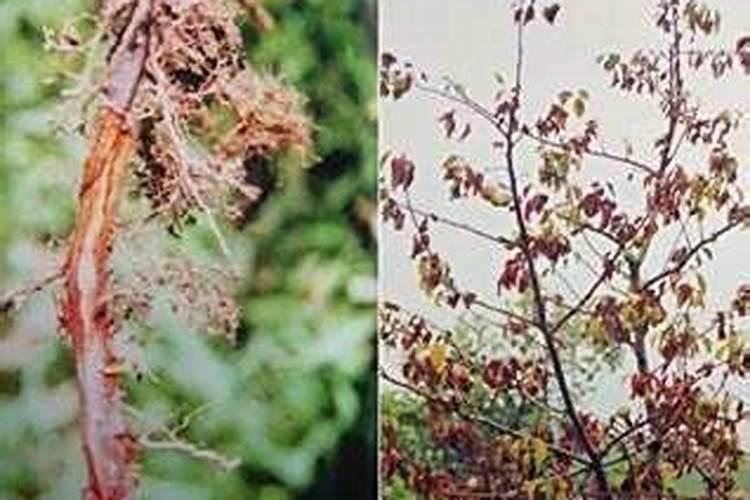 菜籽饼肥料的使用方法