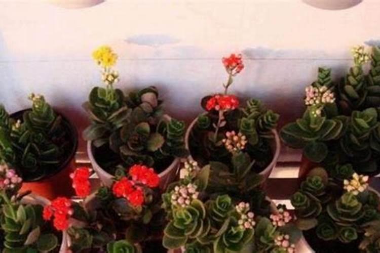 冬天可以给花施肥吗