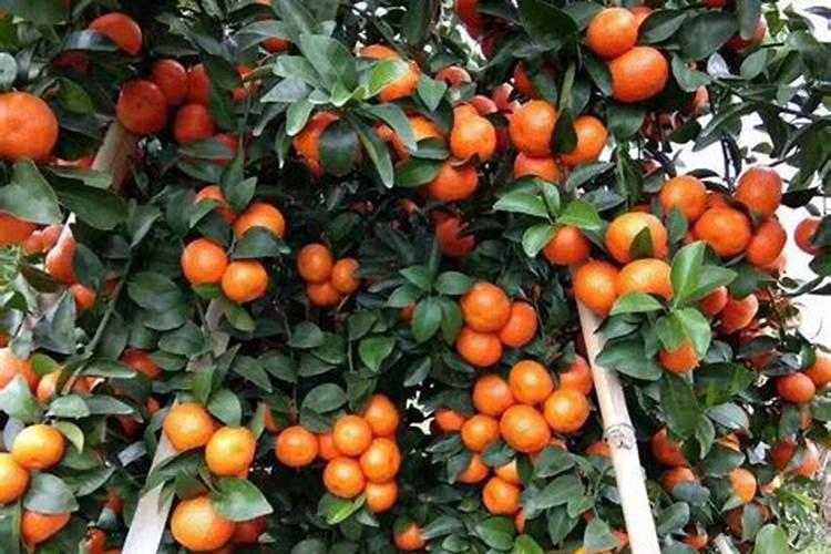 如何鉴别矿源黄腐酸钾真假？