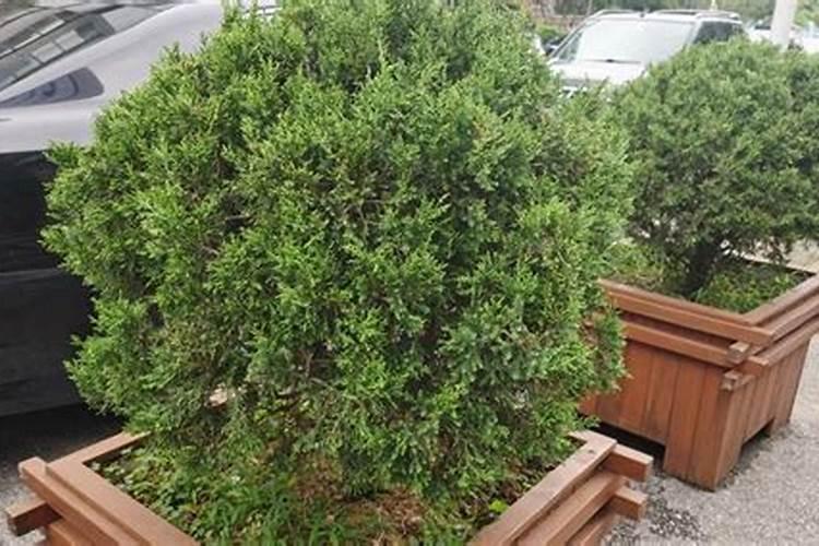 柏树追什么肥长的快