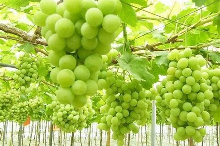 葡萄开花期施什么肥
