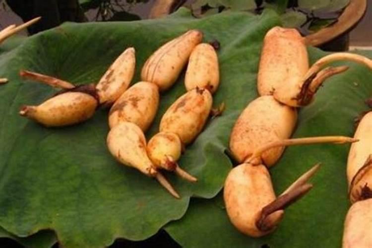 花生麸水肥的制作方法