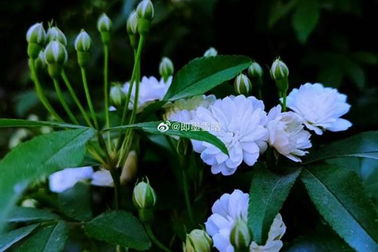 木香花什么时候开花