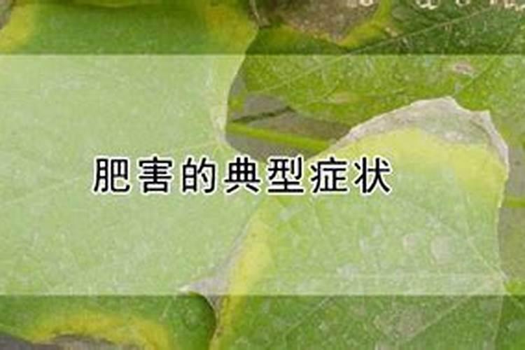 杨梅为什么不能施大量的磷肥