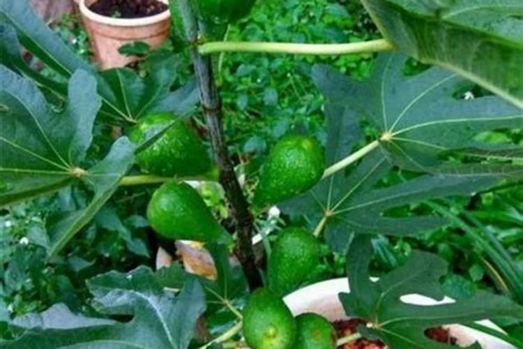 施草木灰主要是什么肥料