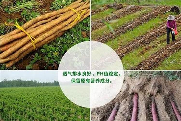 淮山药的种植方法