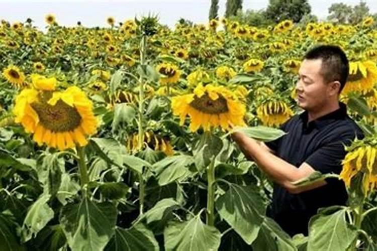 葵花压圈后最忌讳的三个东西