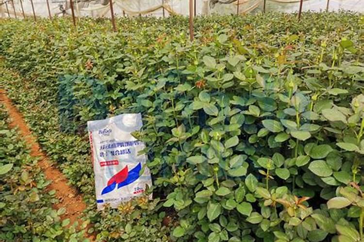 颗粒肥料怎么给花施肥