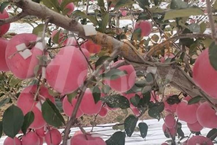 葡萄收获期管色 葡萄着色期施什么肥