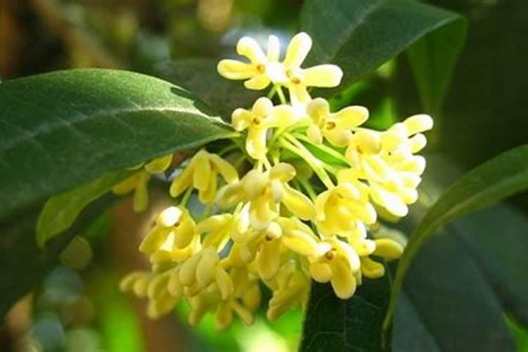 花生麸水液肥制作方法 花生麸液肥如何自制