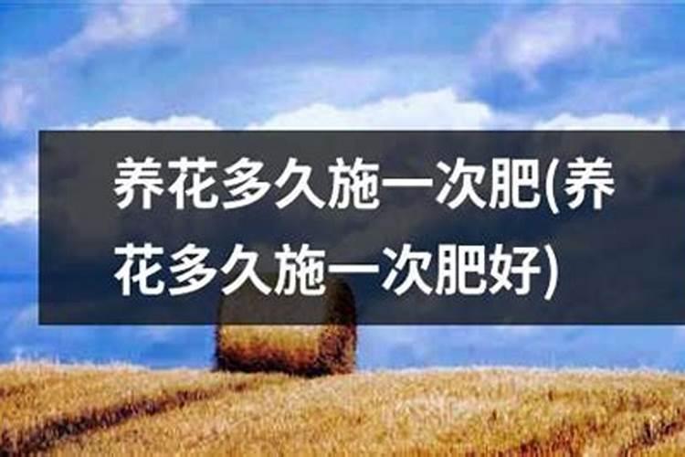 山茶花开花时能施肥吗,开花期施什么肥